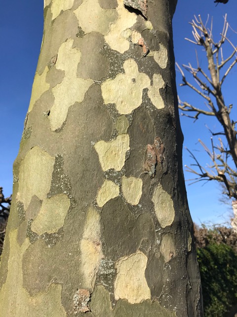 tree with spiky balls uk